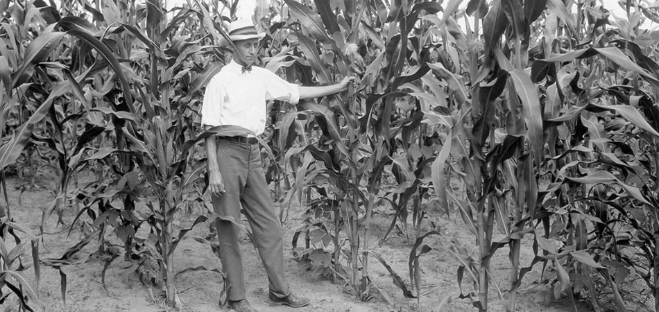 Corn planted on farm in Geneva County, Alabama, 1926